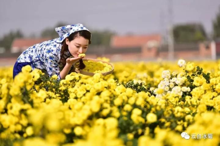 云臺(tái)冰菊基地發(fā)生了什么？一批批領(lǐng)導(dǎo)專家團(tuán)隊(duì)前來！