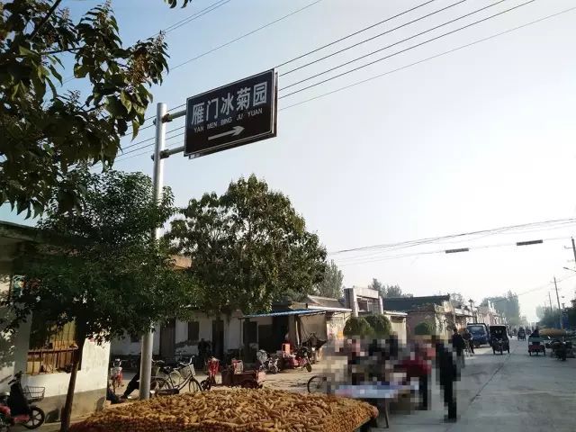 如何找到云臺冰菊？怎樣找到云臺冰菊？